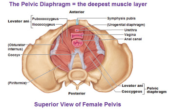 The Pelvic Floor Muscles