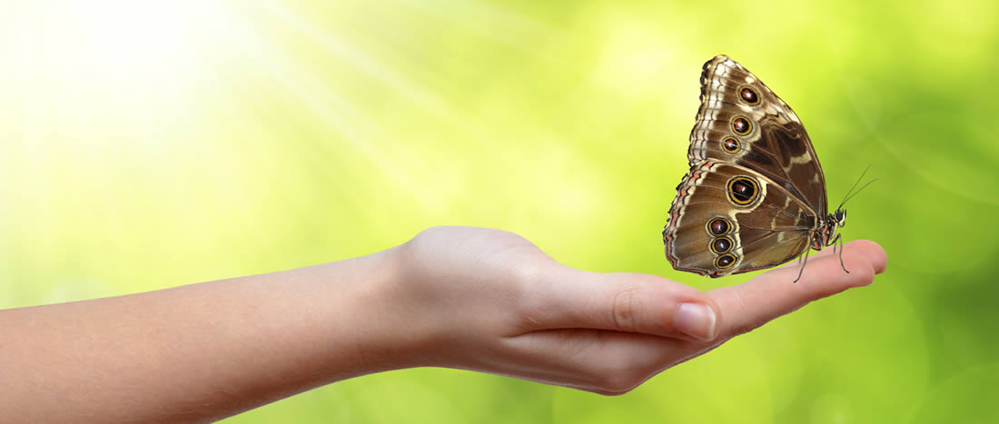 A hand holding a beautiful butterfly