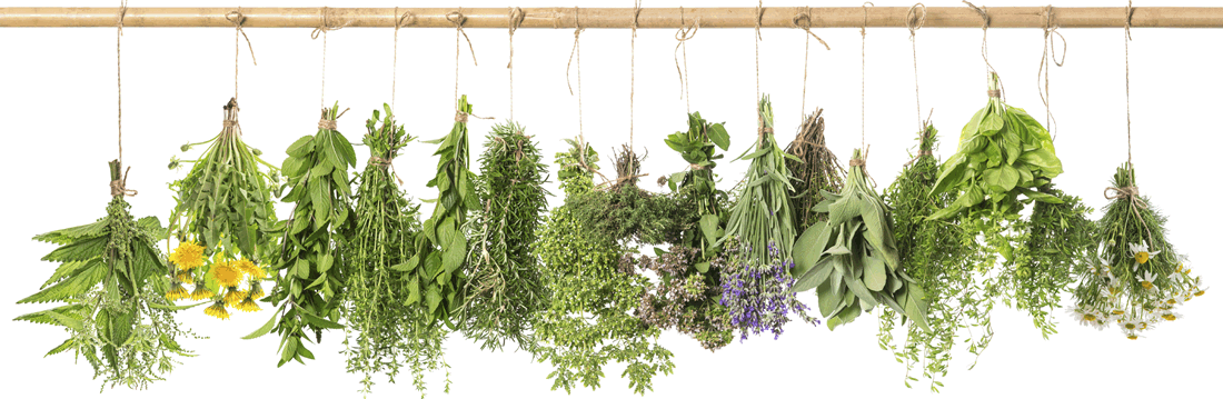 Fresh green spices hanging in bundles