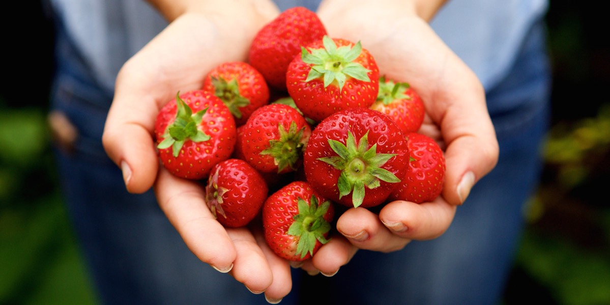 Hands full with ripe red strawberries